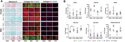 Engineered Human Meniscus in Modeling Sex Differences of Knee Osteoarthritis in Vitro